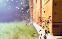 Les animaux peuvent-ils inspirer le monde de l’entreprise ?