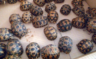 Tortues de Madagascar saisies le 29 décembre 2014 par les Doaunes à l'aéroport de Roissy, au nord de Paris