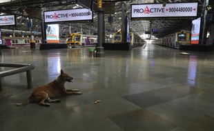 Un chien dans la gare de Bombay, en Inde, qui vient de passer sous le régime du confinement.