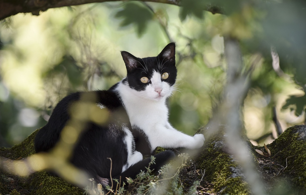 Chat