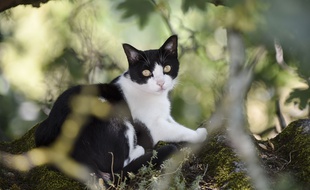 Un chat se protège du soleil à l'ombre d'un arbre (illustration)