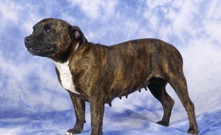 Un Staffordshire Bull Terrier.