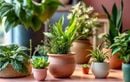 Ces plantes inattendues magiques vont dépolluer chaque pièce de votre maison en plus de les embellir !