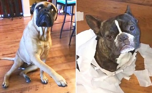 Le Bullmastiff dénonce son ami le bouledogue...
