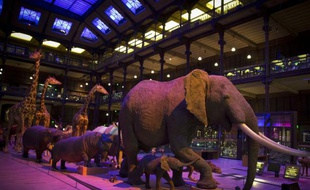 Des animaux empaillés présentés à la Grande Galerie de l'Evolution à Paris, le 16 septembre 2014