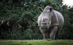 Un rhinocéros avec une corne coupée.