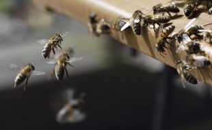Abeilles dans les jardins du Luxembourg, le 15 avril 2015 à Paris