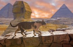 Les chats à travers l’Histoire : de dieux vénérés à symboles de chance