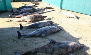 Echouage de dauphins sur la plage de Biscarosse en février 2013