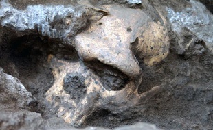 Un fossile de crâne a été retrouvé en Gérogie, à Dmanisi.