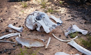Le braconnage a fortement augmenté ces dernières années en Afrique de l'Est, avec le massacre de troupeaux entiers d'éléphants pour leur ivoire.
