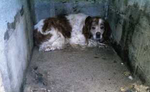 Le chien Dick, dans son ancien local de Maizicourt (80)