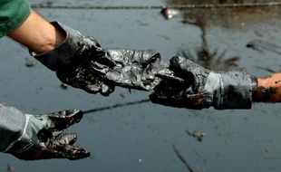 Une bactérie qui "mange" le pétrole et élimine ainsi les effets de la pollution, tel est la solution miracle sur laquelle planche une équipe de chercheurs en Colombie