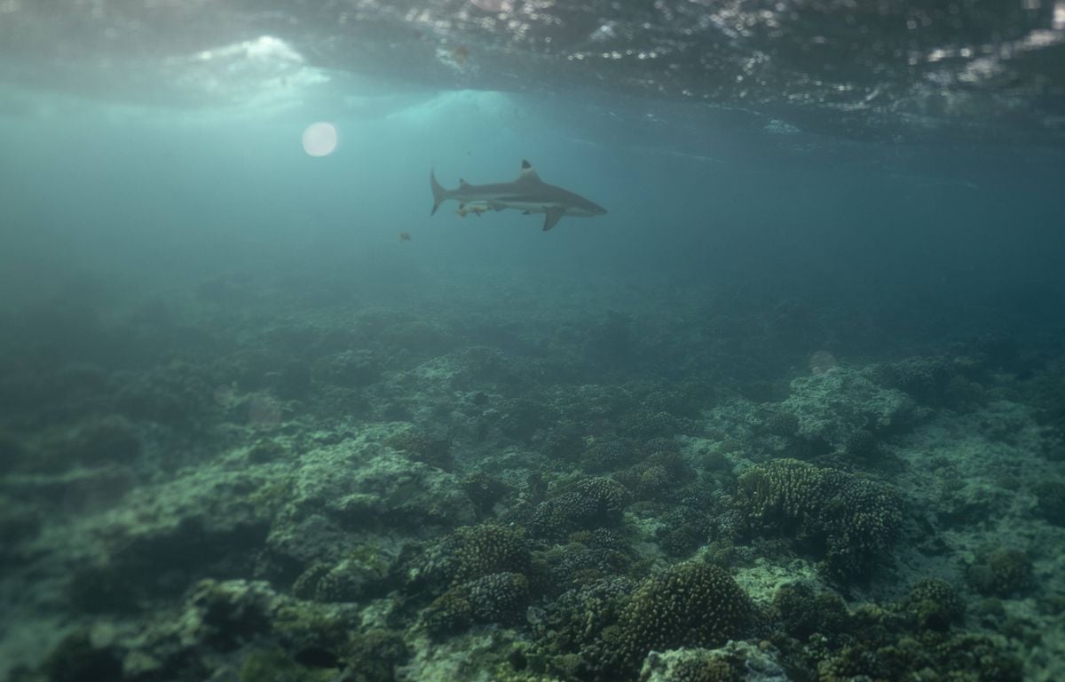 Polynésie française : Un enfant de 7 ans mordu par un requin