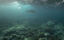 Un enfant de 7 ans mordu par un requin en Polynésie française