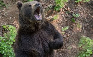 Un ours brun. Illustration.