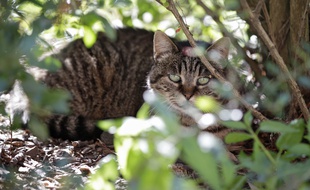 Un chat errant (illustration).