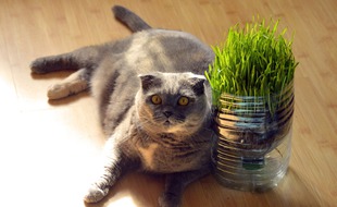 En France de nombreux chats seraient en surpoids, en plus d'avoir épais.
