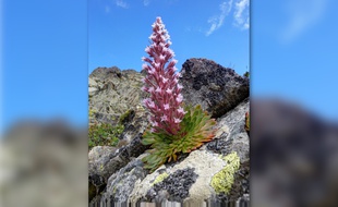 Une Saxifraga florulenta en pleine floraison