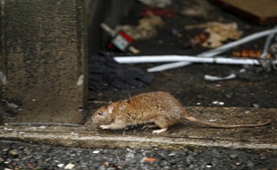 Elle a été attaquée par une meute de rats (illustration).
