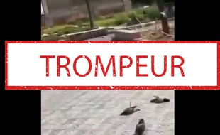 Un extrait de la vidéo qui prétend montrer des pigeons tués par la 5G.