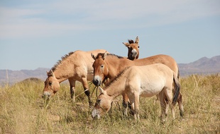 Des chevaux de Przewalski, dans une réserve de Mongolie.