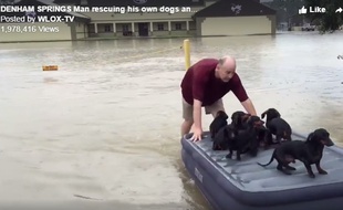 Des chiots sauvés des inondations en Louisiane.