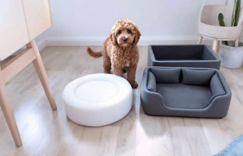 Quel panier choisir pour préserver le sommeil et les articulations de votre chien ?