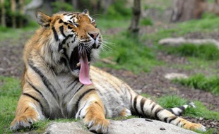 Un tigre de Sibérie à Amnéville le 5 juin 2012