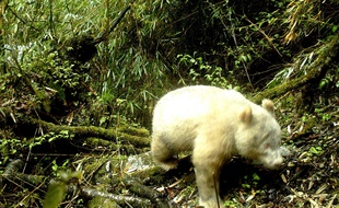 Le panda albinos de Chine. AFP PHOTO / Wolong National Nature Reserve