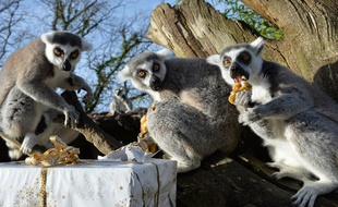 Des lémuriens découvrent leur repas de Noël 2015 au zoo de La Flèche.