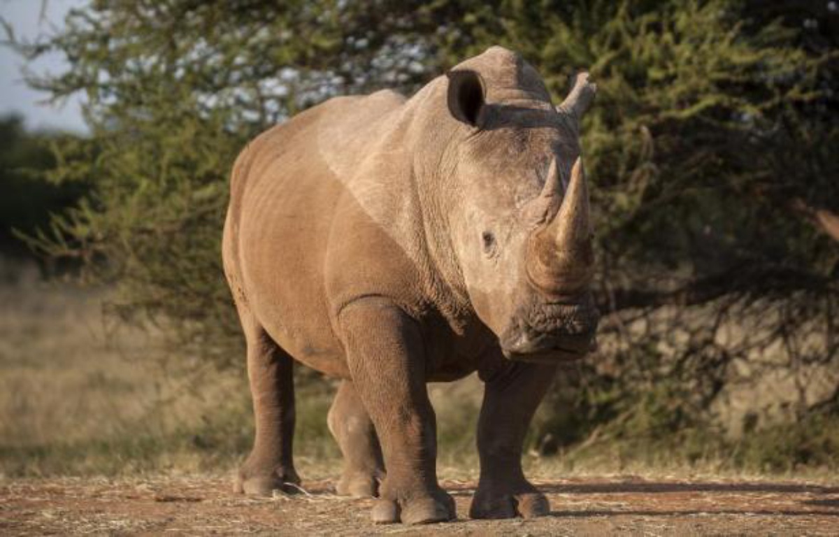 Un Safari Près De Nantes Mots Fléchés Rhinocéros: Toujours plus d'animaux tués en Afrique du Sud