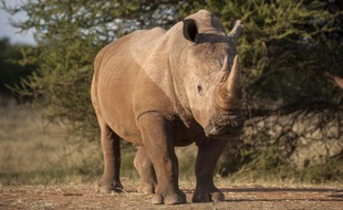 Un rhinocéros dans une ferme près de Vaalwater, dans le nord de l'Afrique du Sud, le 17 mars 2015