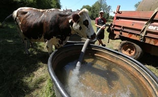 Dans l'Orne, touché par la sécheresse, les
éleveurs de vaches laitières doivent apporter de l'eau dans les prés a l'aide d'une citerne.