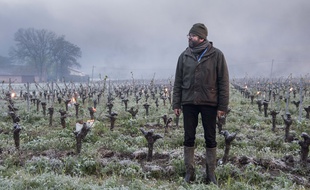 Un viticulteur du Landreau (Loire-Atlantique), dépité, après le gel du 12 avril.