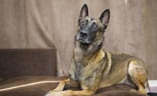 Un malinois. Illustration.