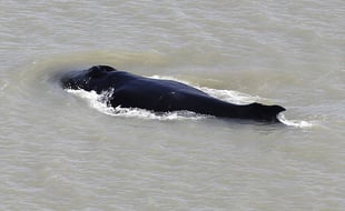 Une baleine à bosse égarée début septembre 2020 dans une rivière tropicale infestée de crocodiles en Australie.