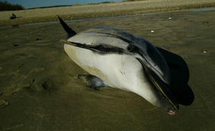 Un dauphin adulte a été découvert échoué jeudi sur la plage de Villeneuve-lès-Maguelone.