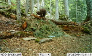 L'oursonne Auberta découverte en 2014 dans le Val d'Aran. Elle estmorte accidentellement quelques mois plus tard