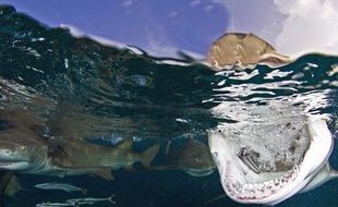Un requin tigre au large des Bahamas, en août 2012