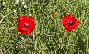 Illustration de coquelicots, des fleurs qui deviennent de plus en plus rares dans notre région.