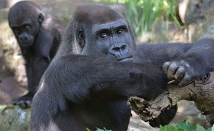 Illustration de gorilles dans un zoo.