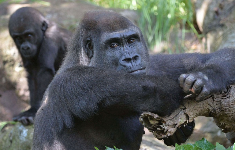 Video Gorille Abattu Au Zoo De Cincinnati Y Avait Il D Autres Solutions