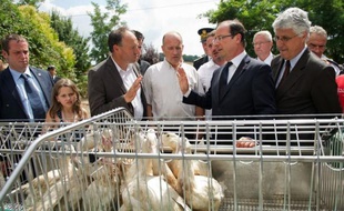 François Hollande a défendu samedi lors d'un déplacement dans le Gers le foie gras français, victime de la guerre engagée dans le monde anglo-saxon par les lobbys anti-gavage au nom du bien être animal.