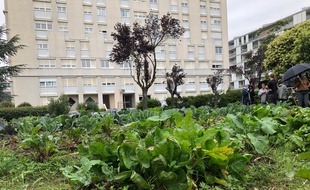 Le tout nouveau potager en libre-setvice des 182 locataires de la résidence Polygone à Toulouse, planté pendant le confinement.