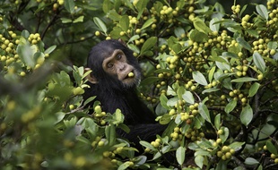 Jeune chimpanzé mange dans un Ficus natalensis. Kibale National Park, Ouganda.