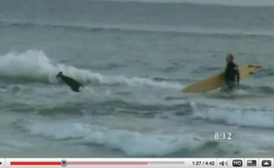 Un kangourou sauvé de la noyade par un surfeur, en Australie, mai 2009