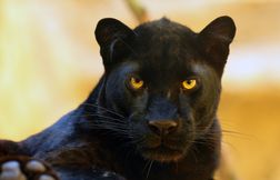 Pourquoi les panthères sont-elles noires ?