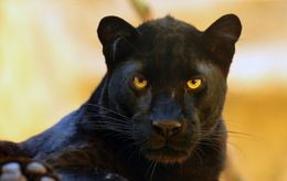 Pourquoi les panthères sont-elles noires ?