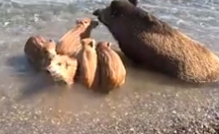 Des sangliers barbotent dans la mer.